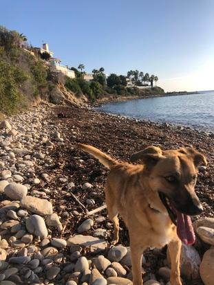 Mina en la playa de perros