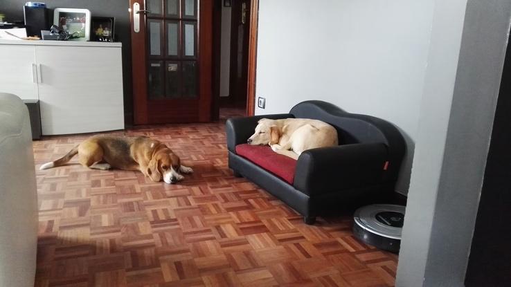 Puka e Inu descansando en casa