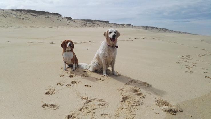 Shiba y Puka en la playa