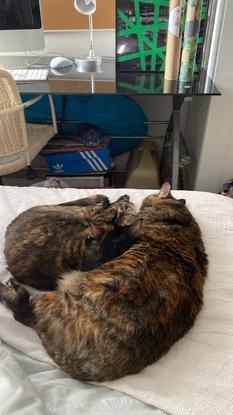 Cuidando a dos gatos en la casa del dueño