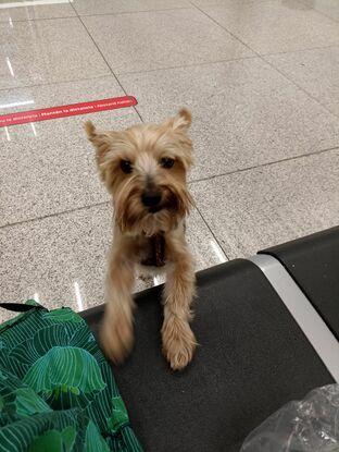 Max en el aeropuerto