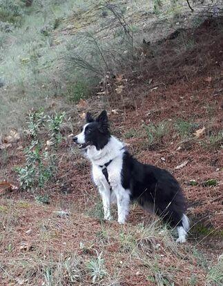 Chica - Border collie