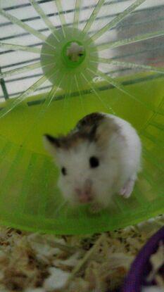 Mi hamster