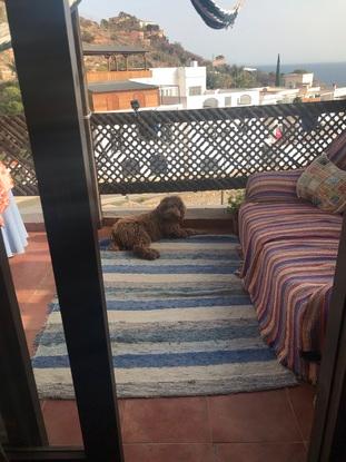 La terraza les encanta a todos los perros que vienen a casa