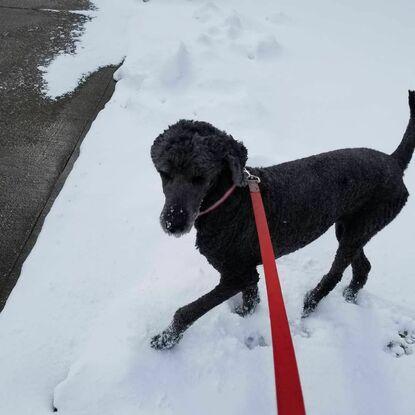Sadie, tan contenta con la nieve