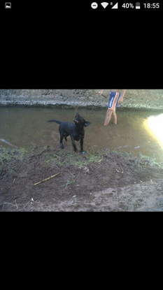 Mi perro, Noa, disfrutando del río cercano a nuestra casa de campo.