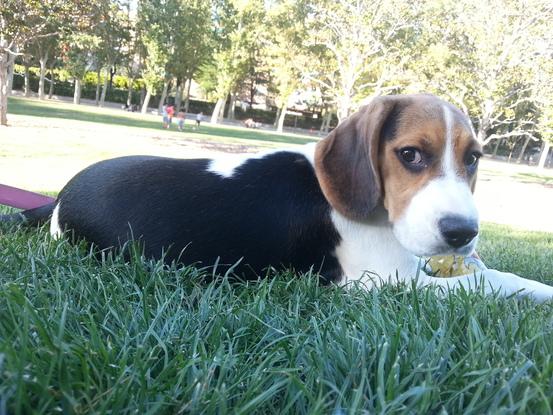 Me llamo Zaya y soy una Beagle amiga de Saray.