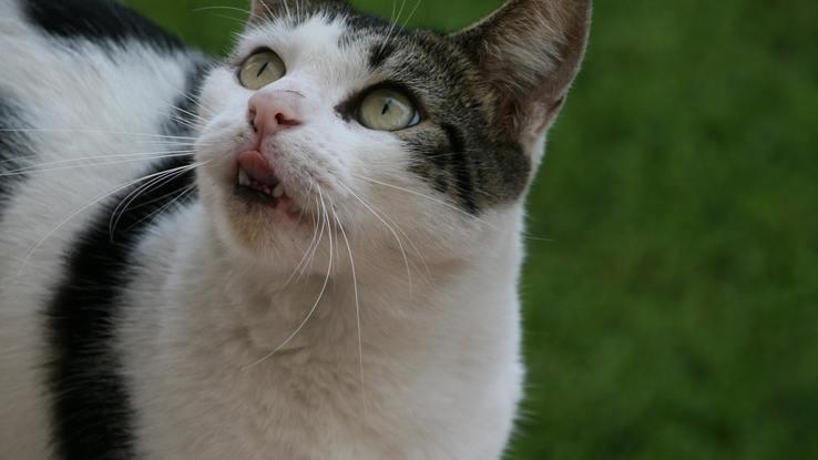 ¡Un simpático ocupa en la comunidad!