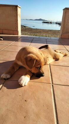Bobi, un cachorrete que tuve de acogida disfrutando del solecito
