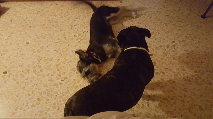 Foto de Gora con Pipa, la última perra con la que convivió hace tan solo unas semanas.