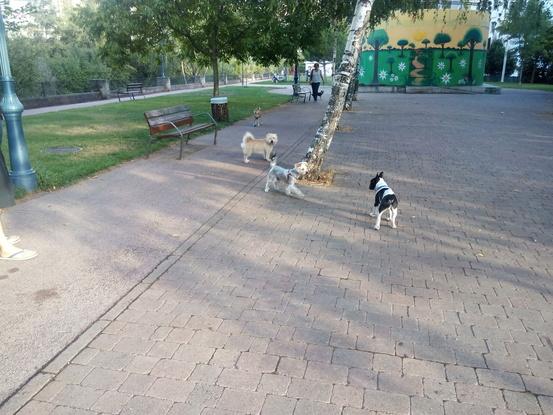 Max con Lucas y Chester en el parque 