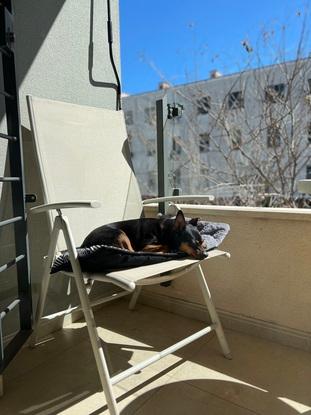Dobby tomando el sol en el balcón de casa