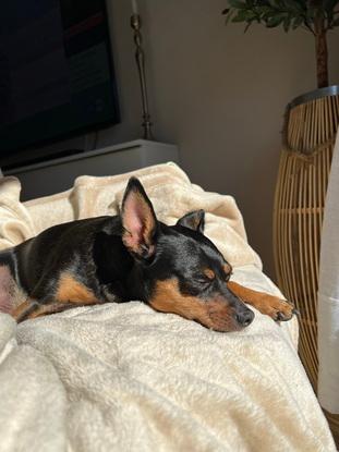 Dobby, amante del sol en su sillón en el salón