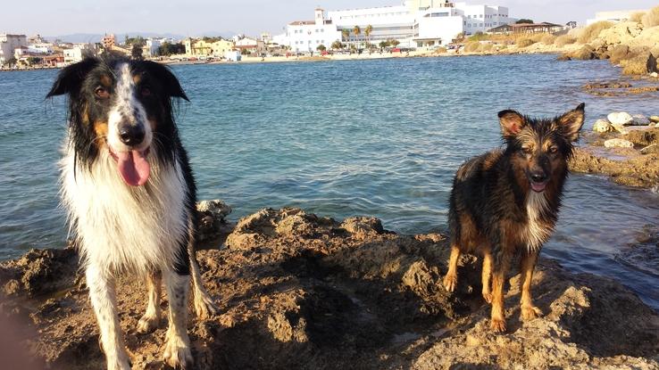 En la playa de perros con Vita!