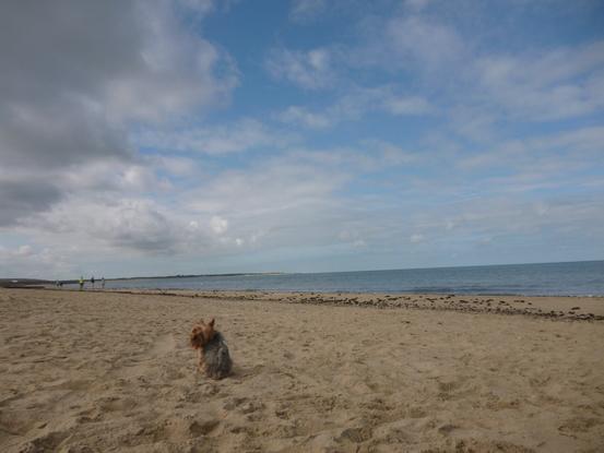 Cindor adora la playa...