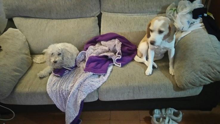 Mili y Nuca (DEP), las dueñas del sofá!!