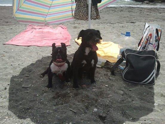 Lula y POker disfrutando en la playa.