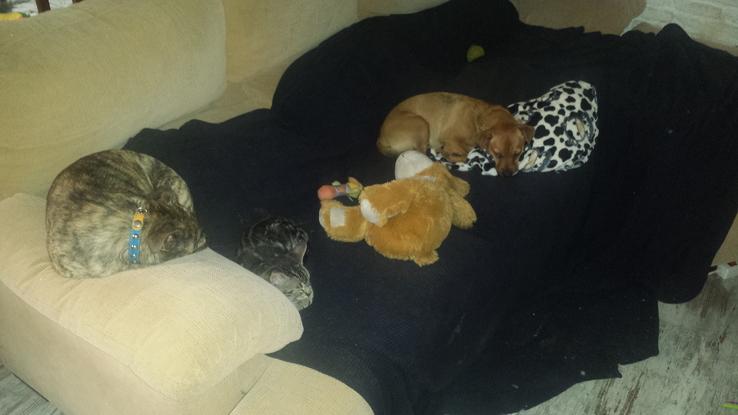 Tres amigos y su peluche durmiendo la siesta juntos