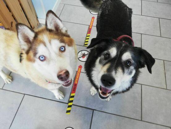 Dos perritos de la protectora adoptados