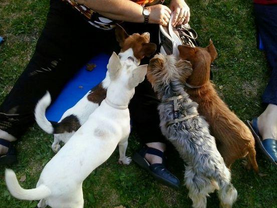 Siempre rodeada de perros.