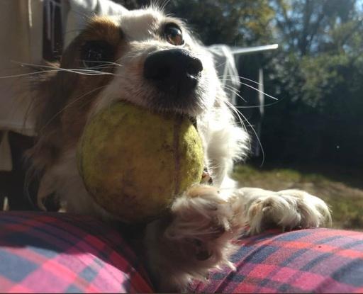 Ella es panda con su pelota que ama, mi perrita en Argentina.