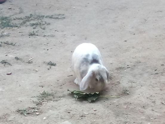 uno de los conejos que me han dejado.
