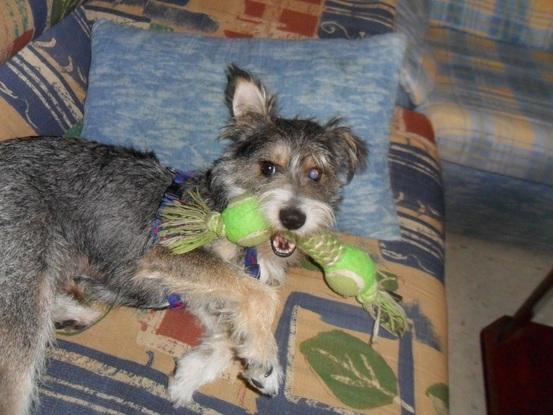 Lucas, un perrito rescatado de la calle que estuvo en casa unos meses, hasta que encontró un hogar difinitivo. 
