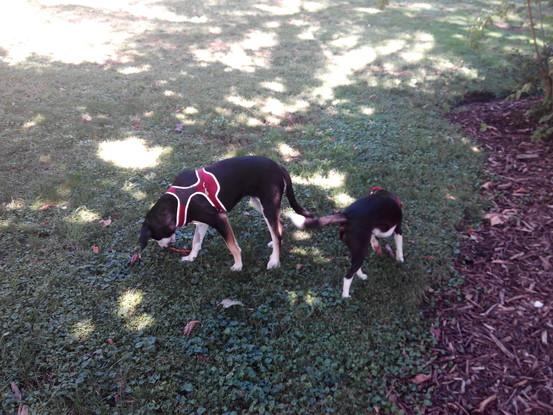 Aika y Luma dando un paseo y relajándose con juegos de olfato.