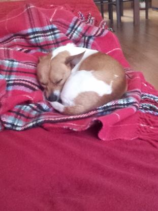 Roki, mi mascota, durmiendo con su mantita