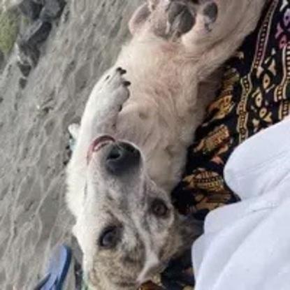 Mi perrito Pipo disfrutando de un día en la playa.