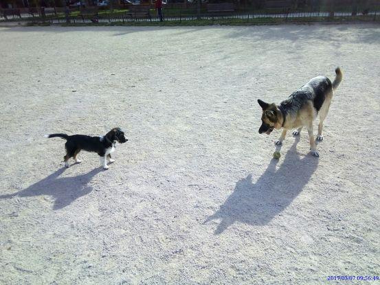 Mylo y Geri jugando con la pelota en el parque :)