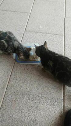 Alimentando a dos gatitos callejeros muy majos