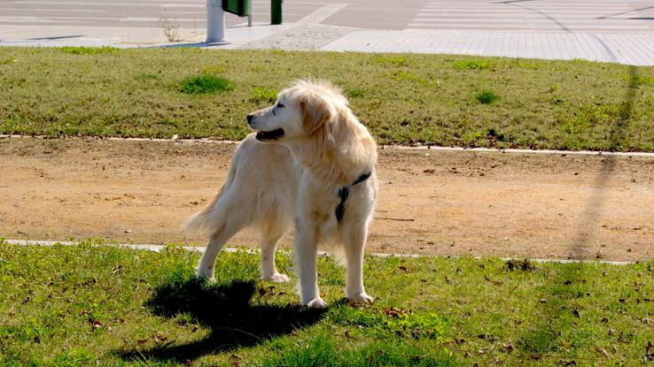 Laika, mi perra, paseando por zonas verdes