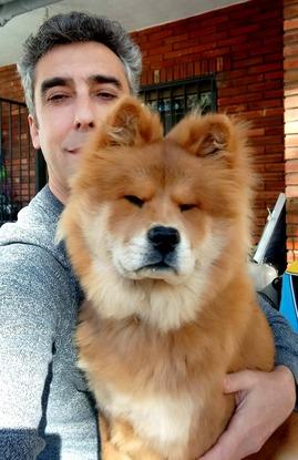 Lily - Chow Chow