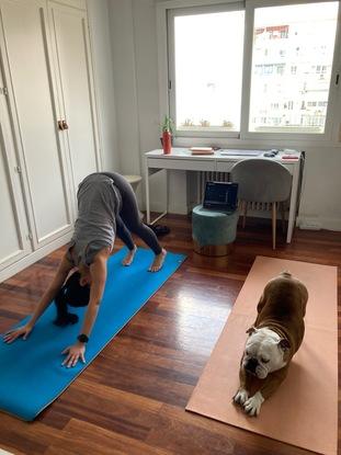 Practicando al Yoga con Aceituna (Bull Dog)