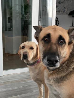 Estos sn los perros de mi tía, Bruno y Lola, a los que he cuidado y paseado alguna vezo