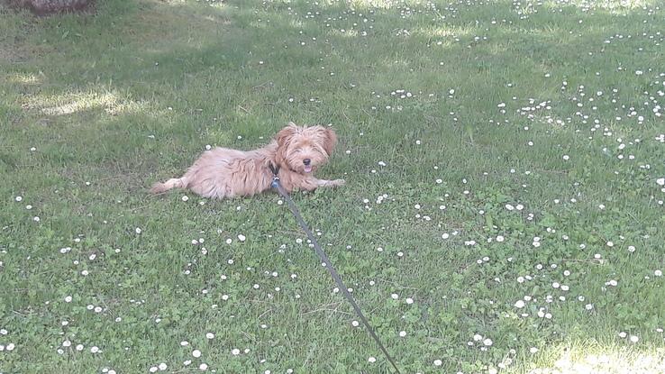 Coco disfrutando del fresquito de la hierba. 