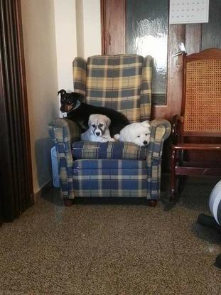 Estos son mis dos perras y fita...los dueños lo cogieron con 7 dias de la calle y confiaron en mi para criarselo...luego se fue a cordoba con ellos... y estan los tres en el sofa donde todos los perros se sientan....porque ese es su sofa