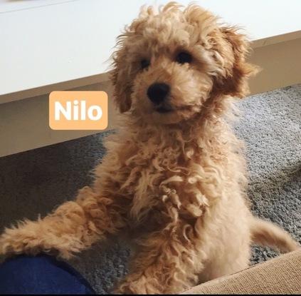El pequeño Nilo, un cachorro de caniche. Pertenece a mi amiga Leti y con quien he pasado un divertido fin de semana :)