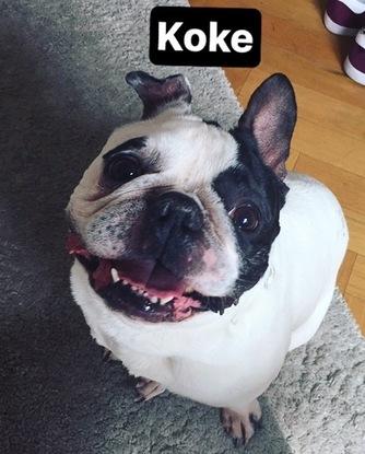 Koke, el simpático bulldog francés de Tamara. Es pura ansia y emoción!