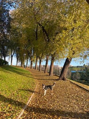 Paseando a mi perro en el Parque Roma