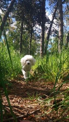 Kiara, perrita de la infancia, paseando por el bosque