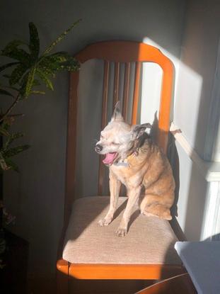 Kika disfrutando del rayito de sol