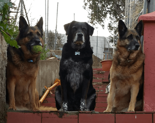 Kenia, Tuko y Frida en posición de vigilancia de la casa.