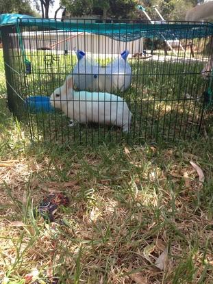 Tambor es mi mascota, es un conejo enano un poco introvertido, pero al que le encantan los mimos y sobre todo las chuches