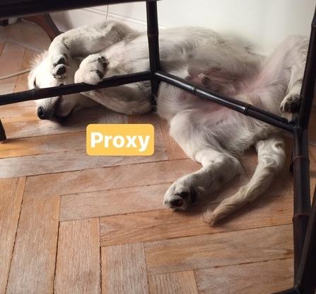 Proxy, el cachorro golden de Ana, pura travesura con un mundo entero por descubrir!