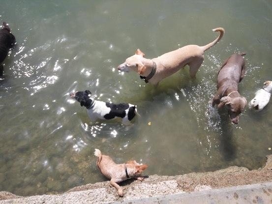 Disfrutando en el río con chiko, Benito, Mia e India.