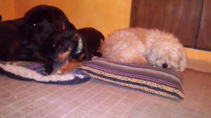 Nerón, Dylan y Lola; los perros de mi hermana con los que he convivido casi 8 años
