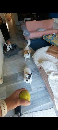 Mi querida Cookie (Beagle) con dos nuevos amigos. My dear Cookie (Beagle) with two new friends.