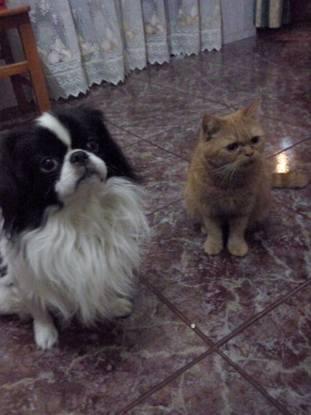 Estos dos preciosos son mis mascotas, habitualmente el perro vive con mi hermana, pero el gato si reside en casa.